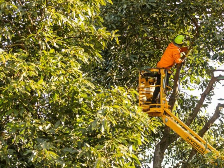 Avoworks pruning