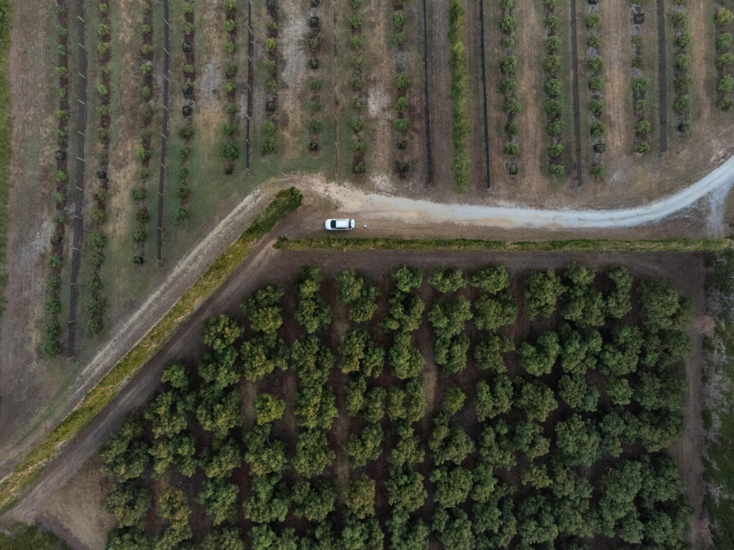 Avocado Orchard